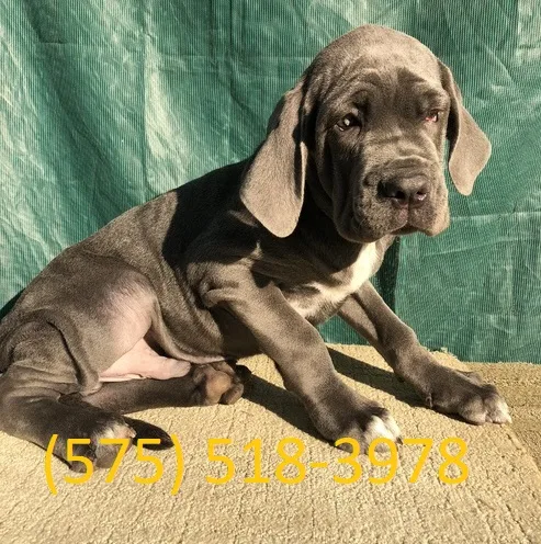 Hdwp neapolitan mastiff puppies for sale