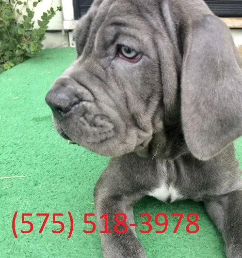 Shek neapolitan mastiff puppies for sale