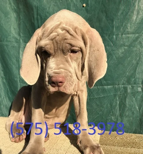 Agiy neapolitan mastiff puppies for sale