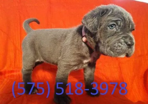 Fspl neapolitan mastiff puppies for sale