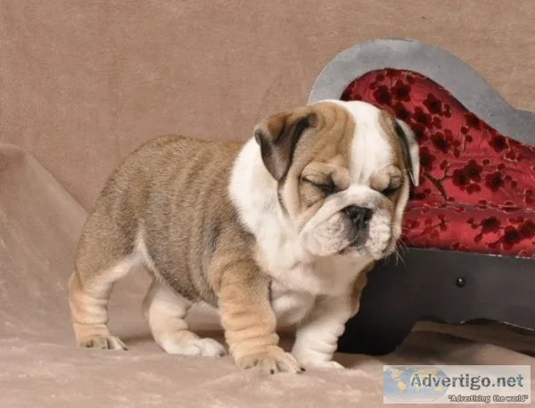 Unbelievable english bulldog puppies