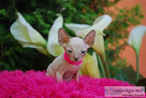 Very loving and smart sphynx kittens