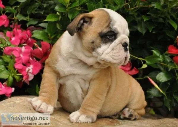 Incredible english-bulldog puppies