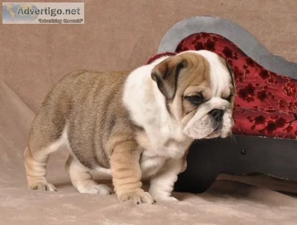 Unbelievable english bulldog puppies