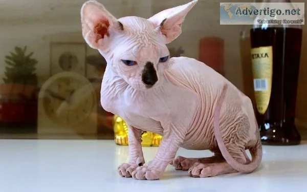 Sphynx kitten 16 weeks old male and fema
