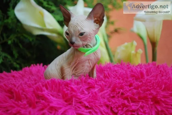 Very loving and smart sphynx kittens