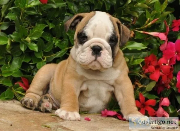 Incredible english-bulldog puppies
