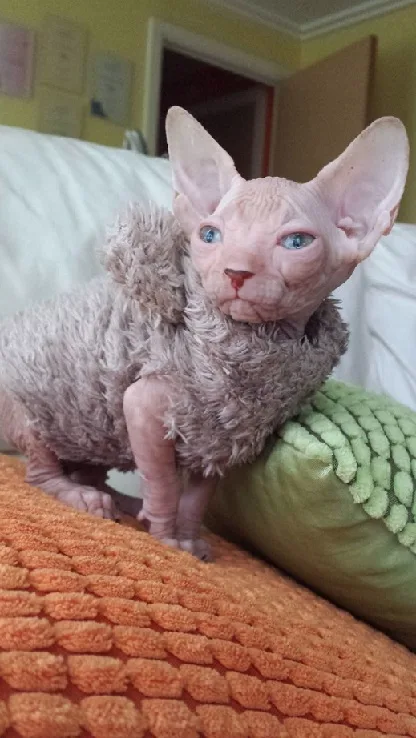 Very attractive sphynx kittens