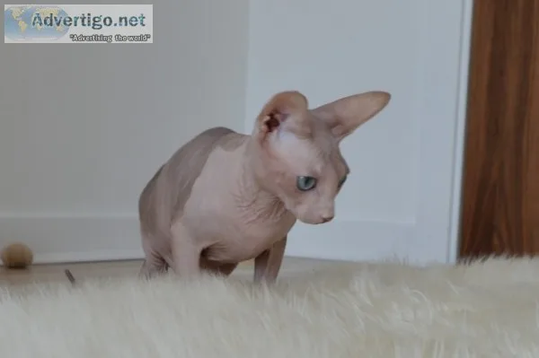 Fantastic sphynx kittens