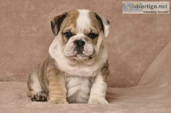 Unbelievable english bulldog puppies