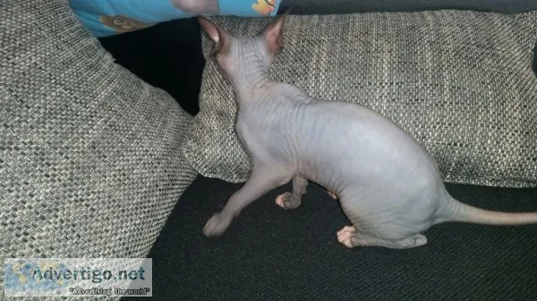Very attractive sphynx kittens