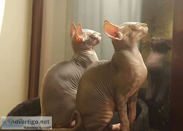 Fantastic sphynx kittens