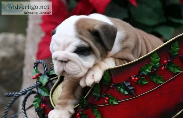 Improbable english bulldog puppies