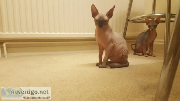 Fantastic sphynx kittens