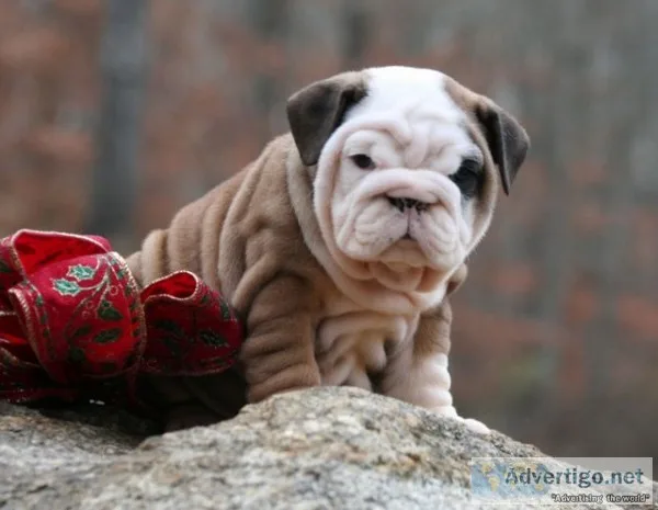 Improbable english bulldog puppies