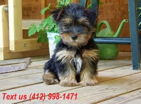 Sfi smart tea cup yorkie puppies (412) 9