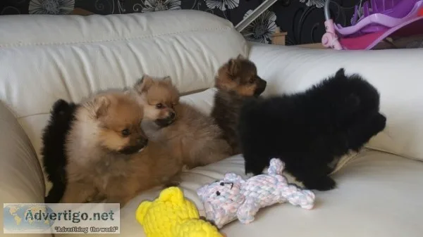 Black and sable pomeranian puppies