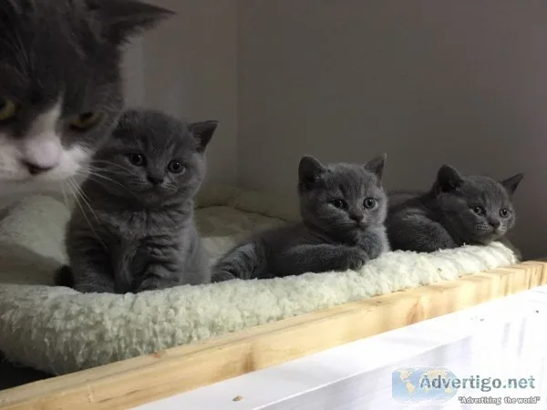 British shorthair kittens 