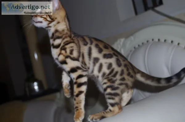 Tica registered beautiful bengal kittens