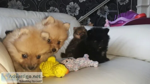 Black and sable pomeranian puppies