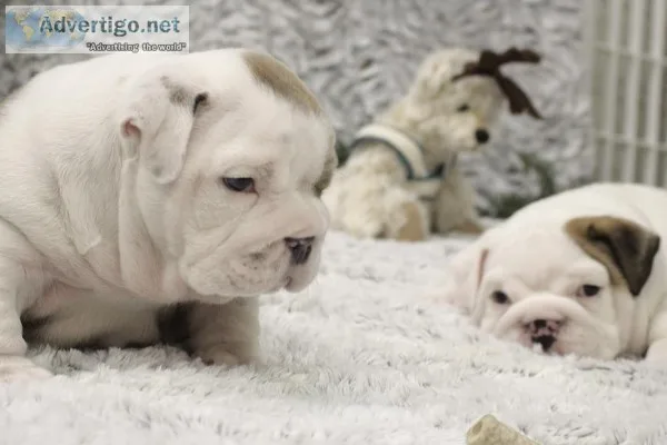 English bulldog puppies