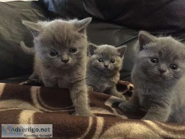 British shorthair kittens 