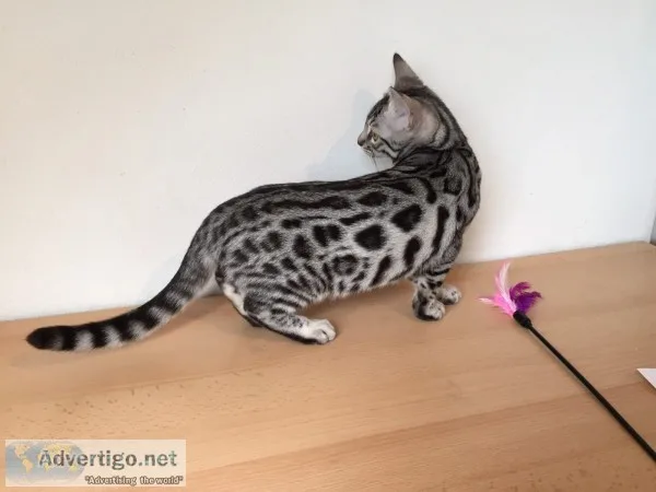 Tica registered beautiful bengal kittens