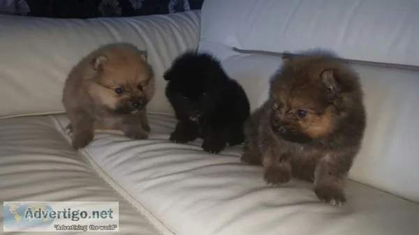 Pomeranian s puppies available 