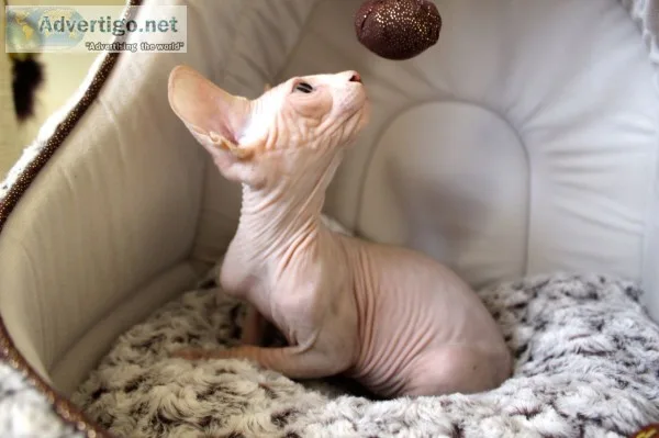 Exceptional pedigree sphynx kittens
