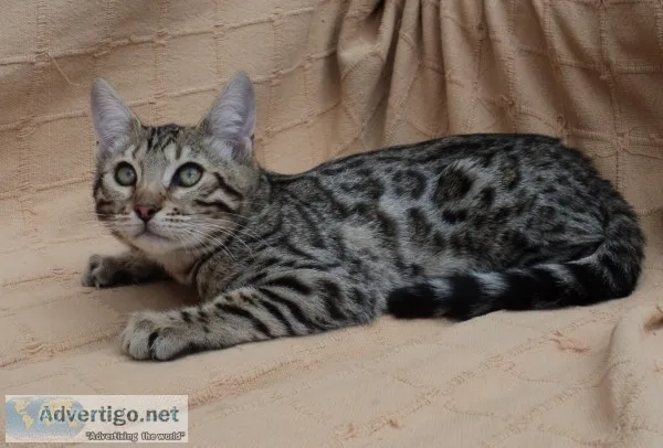 Adorable and beautiful bengal