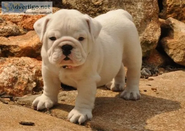Aesthetic english bulldog 