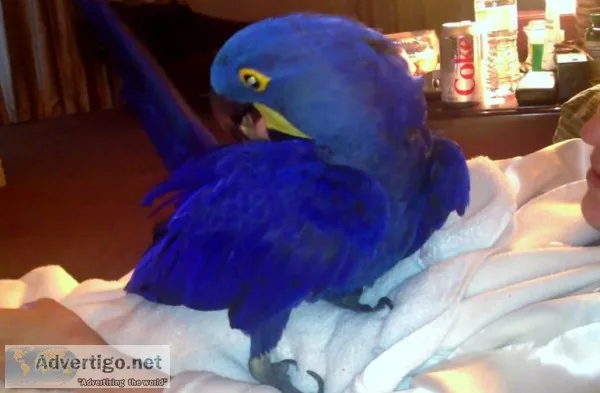 Blue macaw, scarlet macaws