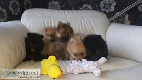 Black and sable pomeranian puppies