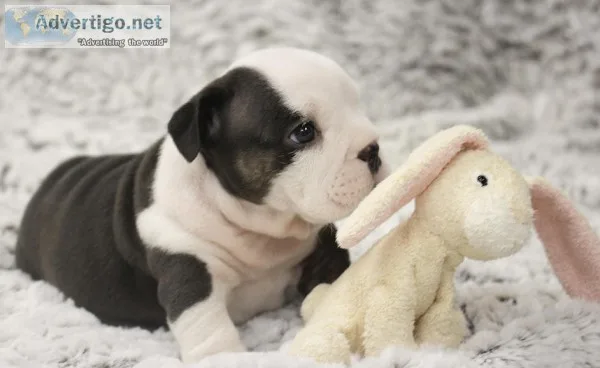 English bulldog puppies