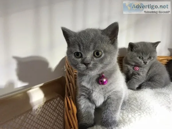 British shorthair kittens 