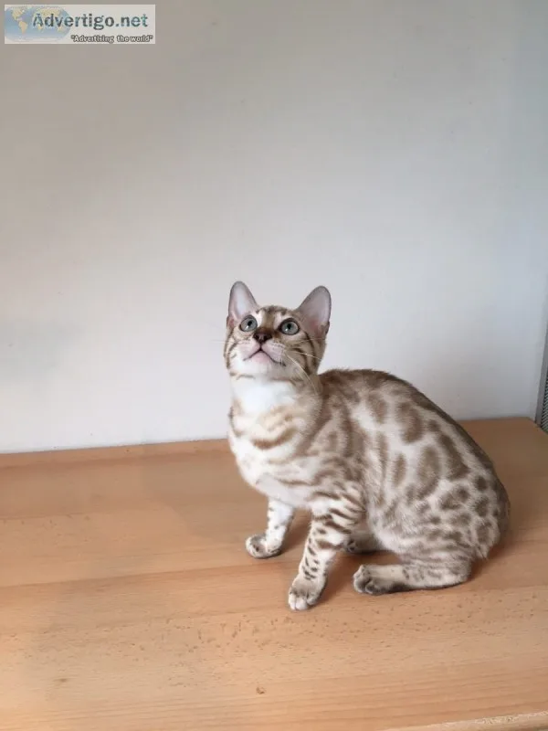 Tica registered beautiful bengal kittens