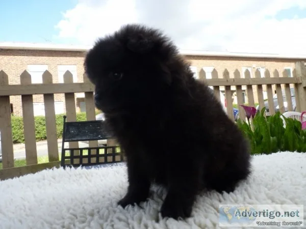 Pomeranian s puppies available 