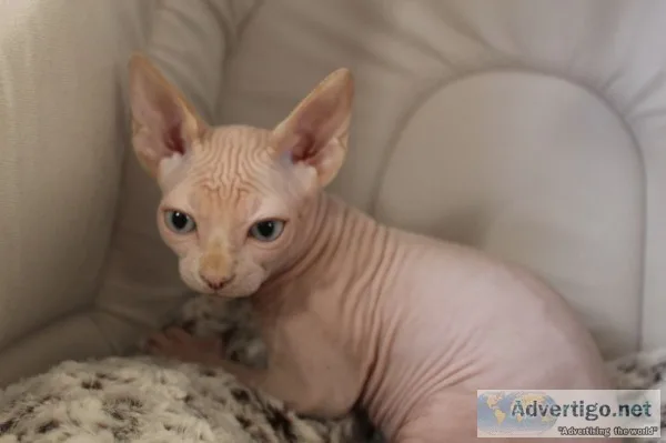 Exceptional pedigree sphynx kittens