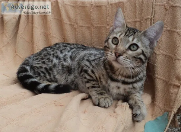 Adorable and beautiful bengal