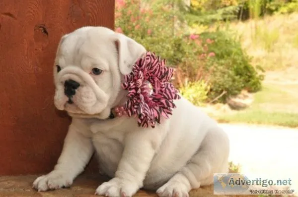 Aesthetic english bulldog 