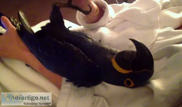 Blue macaw, scarlet macaws