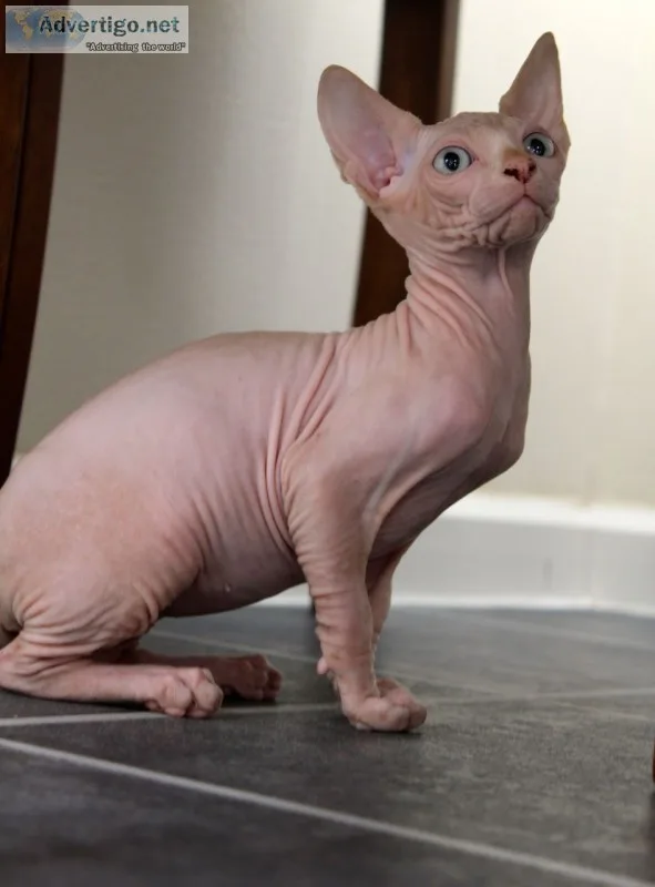 Astonishing sphynx kittens