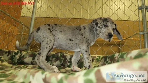 Xit great dane puppies