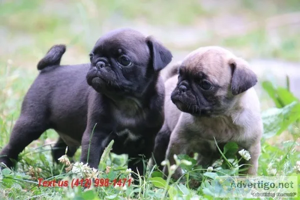 Kia pug puppies (412) 998-1471 