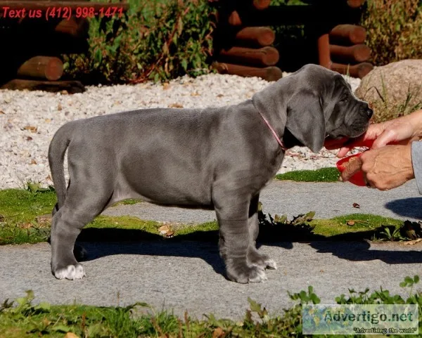 Xit great dane puppies