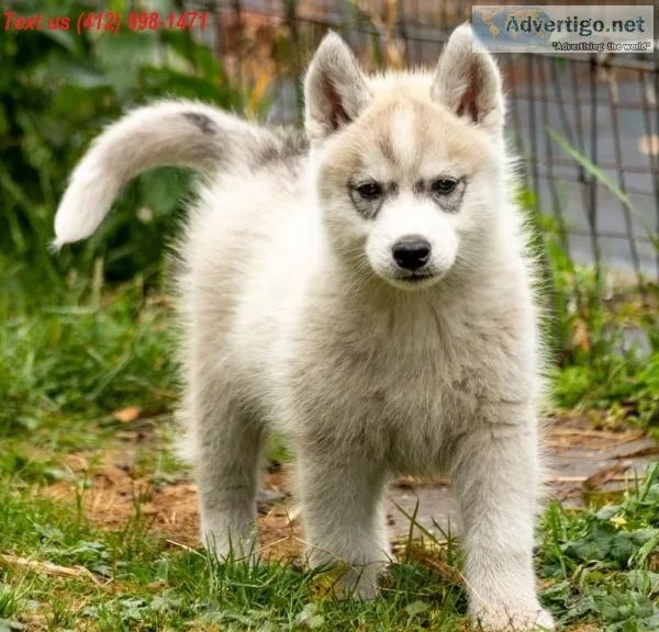 Sft siberian husky puppies 
