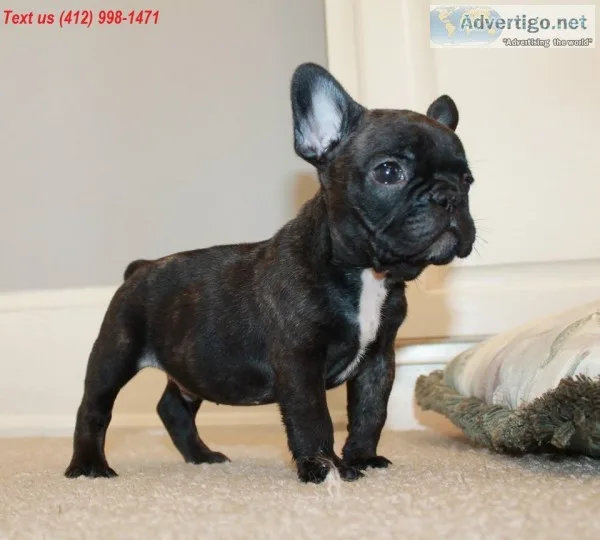 Ghf french bulldog puppies (412) 998-147