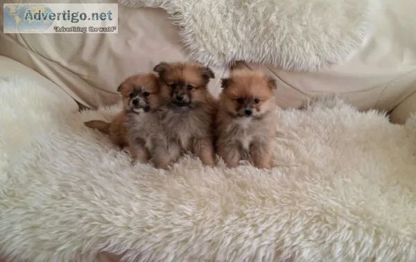 Pomeranian s puppies available 