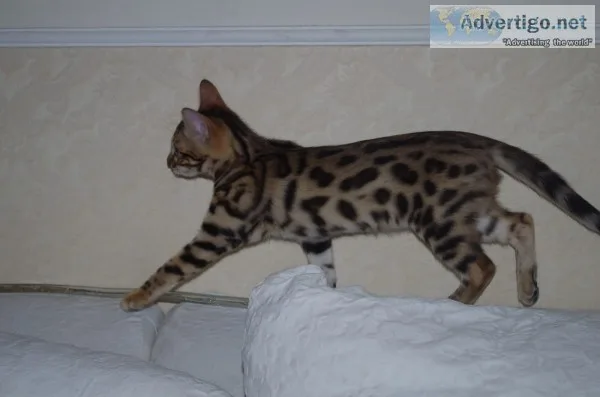Adorable and beautiful bengal
