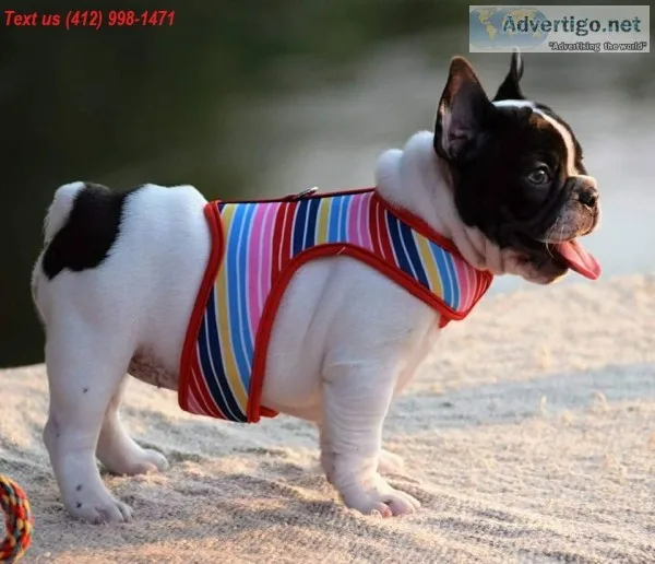 Ghf french bulldog puppies (412) 998-147